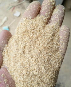 河北石家莊 大量金黃色小米糠 小米有機油糠商品大圖